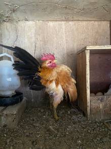 ayam serama jantan