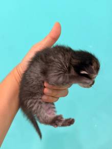 Maine Coon Kitten