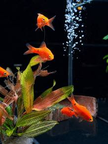 Super Red Rosy Barb