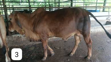 Lembu korban raya Haji