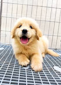 Golden retriever 