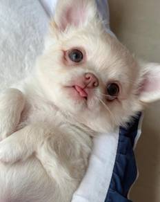 CHIhuahua