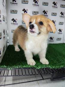 Pembroke Welsh corgi pup with tail