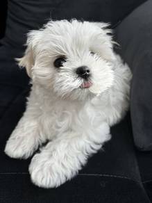 Obedient Maltese Cute Small White Companion Puppy