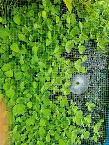 Water Lettuce To Give Away