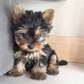 Yippy Silkese Long Hair Small Puppy Puppy Dog