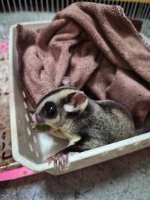 Sugar glider