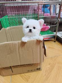 Mini Bichon -boy