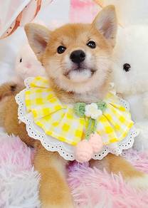 Shiba INu