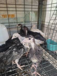 anak ayam belanda