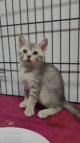 British shorthair rehome 🏠