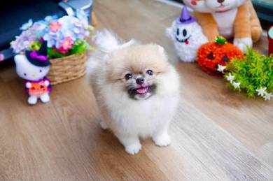 Pomeranian with MKA pedigree 