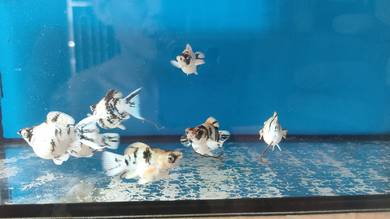 molly fish 1pasang 