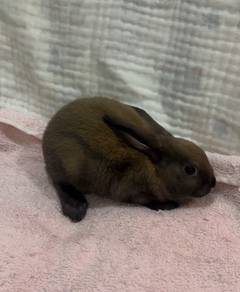 Rabbit minirex