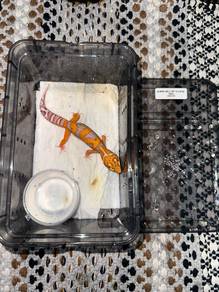 Gecko