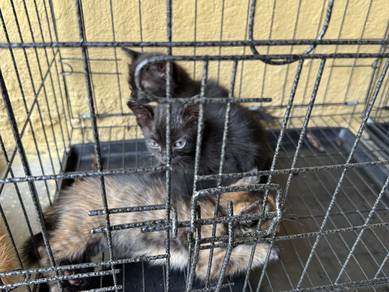 Kitten