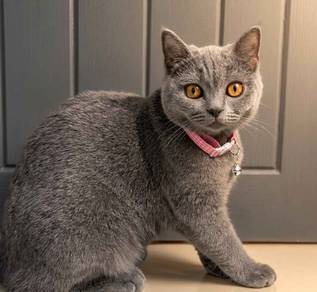 Kucing British Short Hair BSH