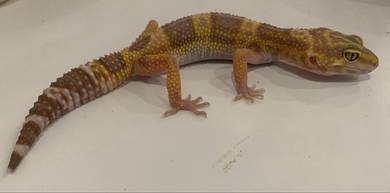 Leopard gecko - assorted