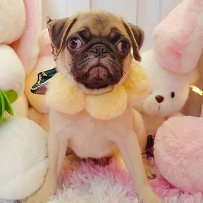 Pug