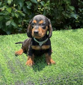 MINIATURE DACHSHUND PUPPIES D134 🐻 Short Hairs