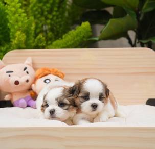 Shih Tzu