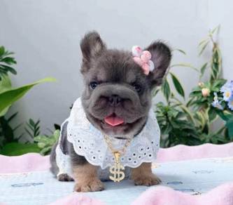 FRENCH BULLDOG PUPPIES VIP191🌻Cute & Healthy Girl