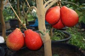 Benih Limau Sunskist Bali Vietnam