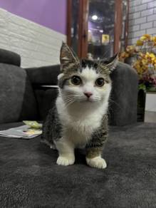 munchkin