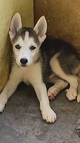 husky blue eyes 