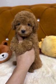 Toy Poodle High Quality puppy