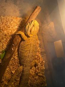 Bearded Dragon