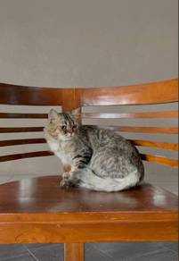 Seeking New Owner For ThaiLung! 🐈