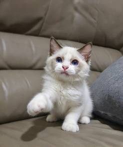 ragdoll 