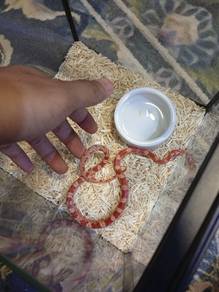 corn snake