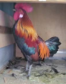 ayam
