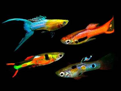 Endler Guppy