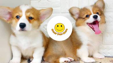 CC901 Welsh Corgi bi color long haired puppy