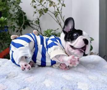 FRENCH BULLDOG PUPPIES S221🌻Cute Puppy Available