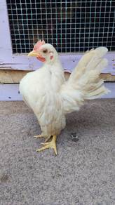 ayam serama