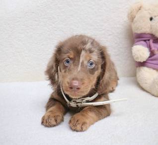 MINIATURE DACHSHUND Puppies VIP41🐻 Dappled