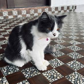 Kucing Persian Mix Betina ( Misa )