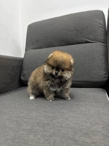 P3399 BEAR Tiny Pomeranian super cute puppies