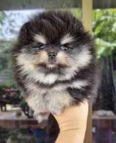 POMERANIAN PUPPIES A172 🌻 Sort of shine Boy~Girl