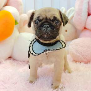 Pug