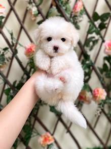 Maltipoo