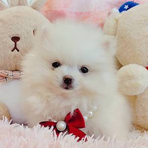 Pomeranian