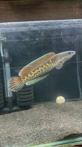 auranti 7inch