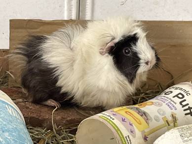 Guinea Pig for sale at Klang