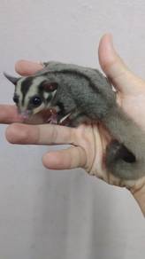 Jantan classic grey sugar glider jinak