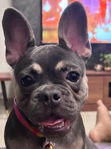 French Bulldog